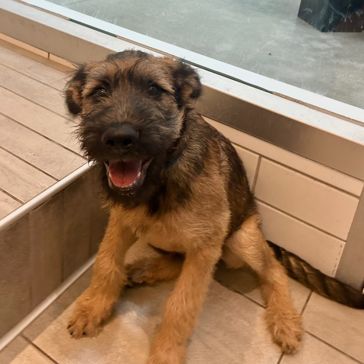 Dog for adoption Todd, an Airedale Terrier Mix in San Francisco, CA