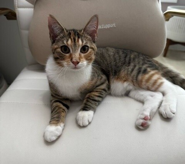 Ali