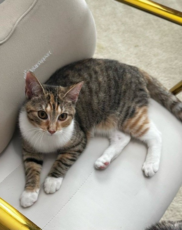 Ali