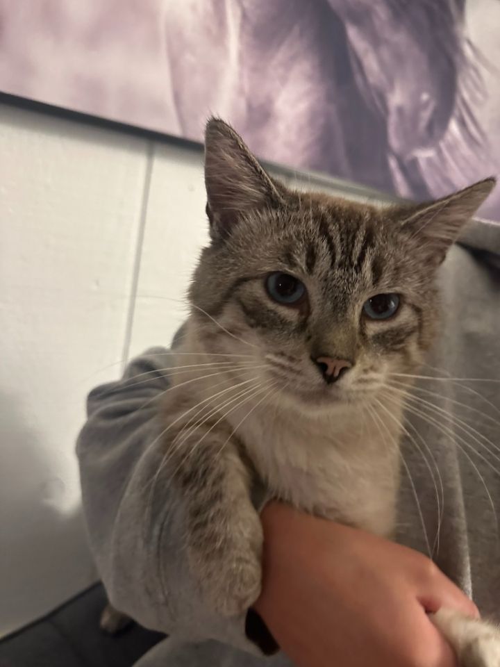 Cat for adoption Grayson, a Siamese in Pitman, NJ Petfinder