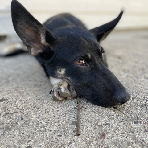 Luna, an adoptable Mixed Breed in Bismarck, ND, 58507 | Photo Image 1