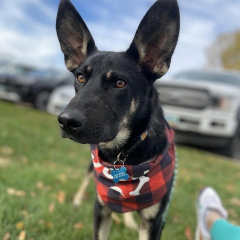 Luna, an adoptable Mixed Breed in Bismarck, ND, 58507 | Photo Image 4