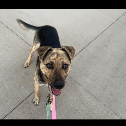 Link, an adoptable Mixed Breed in Bismarck, ND, 58507 | Photo Image 1