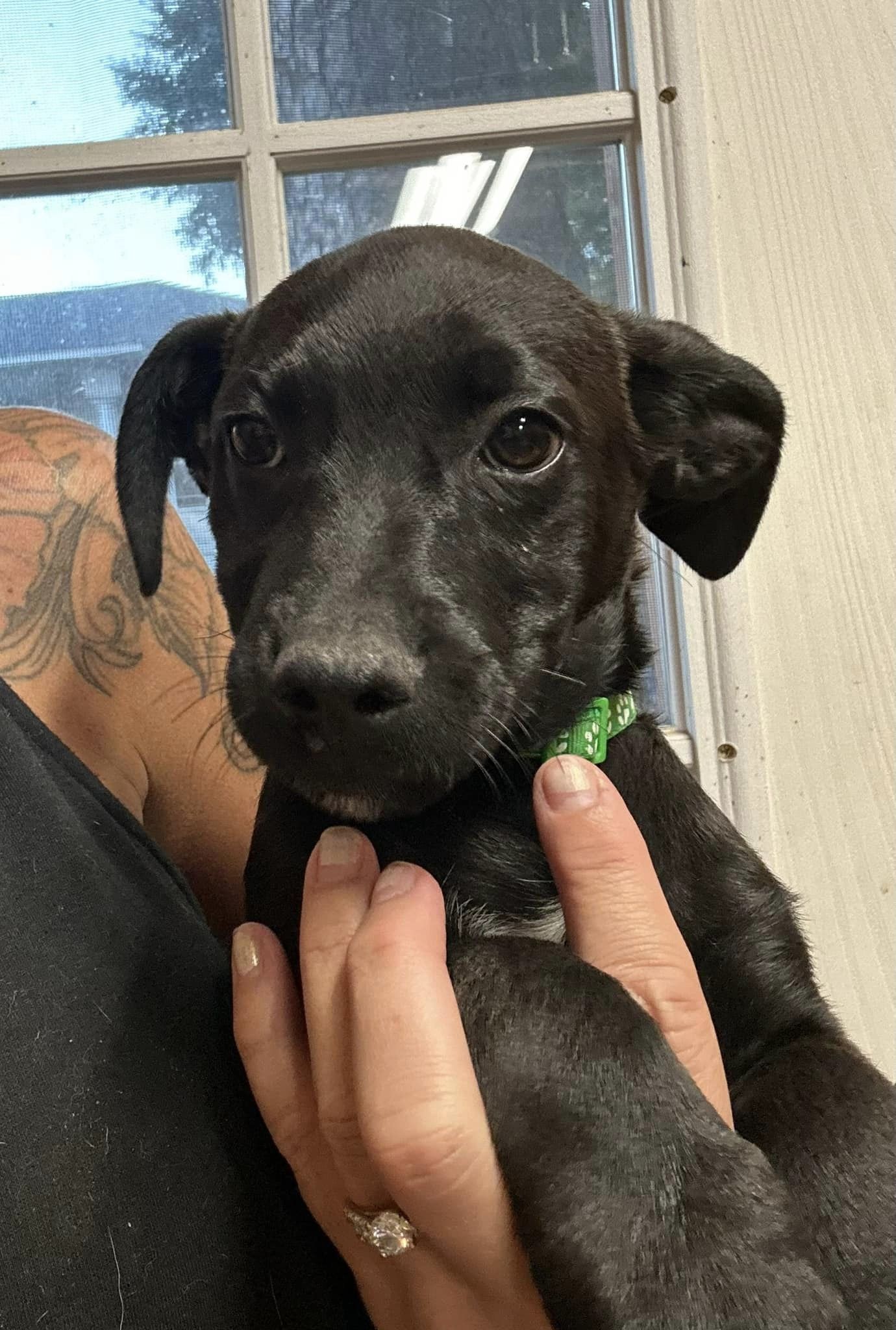 Dog for adoption Neptune FL, a Jack Russell Terrier Mix in