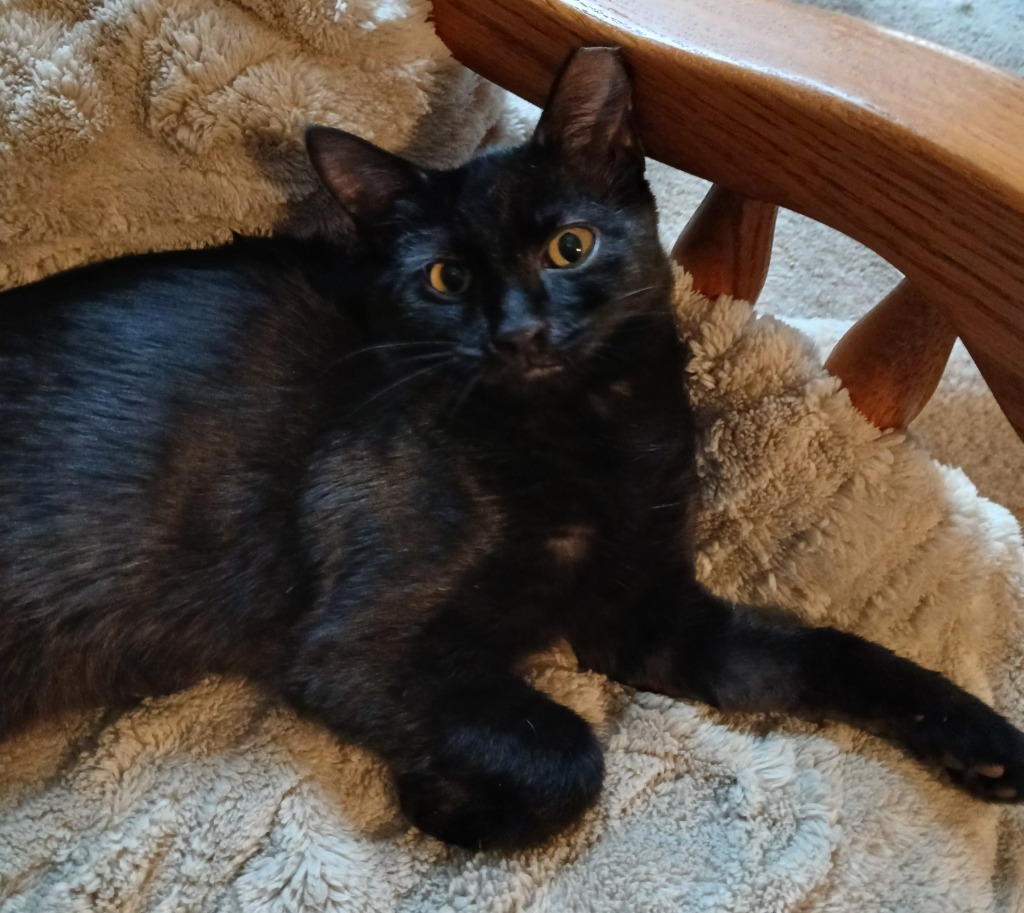 Fergus, an adoptable Domestic Short Hair, Siamese in Shell Lake, WI, 54871 | Photo Image 1