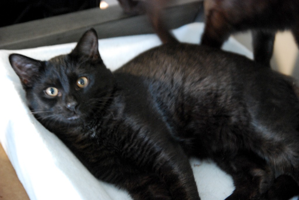 Hosta, an adoptable Domestic Short Hair in Shell Lake, WI, 54871 | Photo Image 1