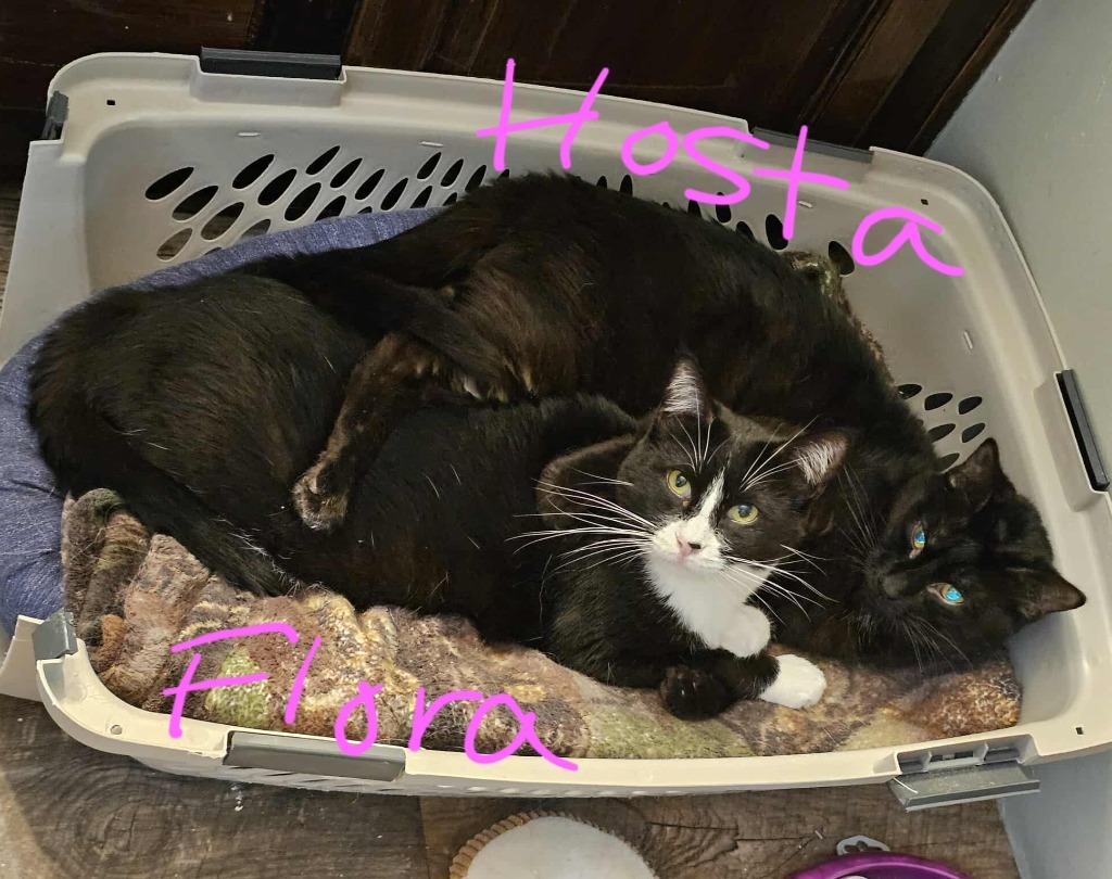 Hosta, an adoptable Domestic Short Hair in Shell Lake, WI, 54871 | Photo Image 2