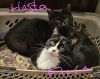 Hosta photo 3