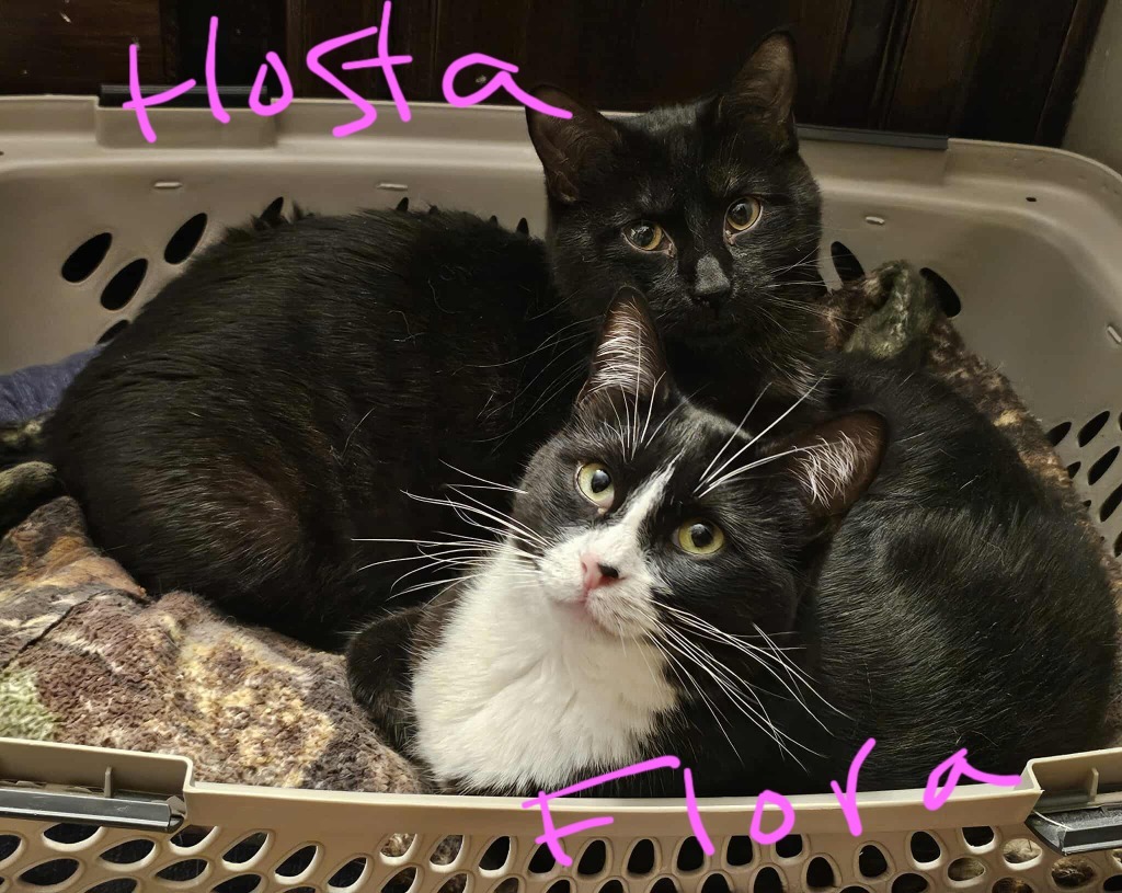Hosta, an adoptable Domestic Short Hair in Shell Lake, WI, 54871 | Photo Image 3