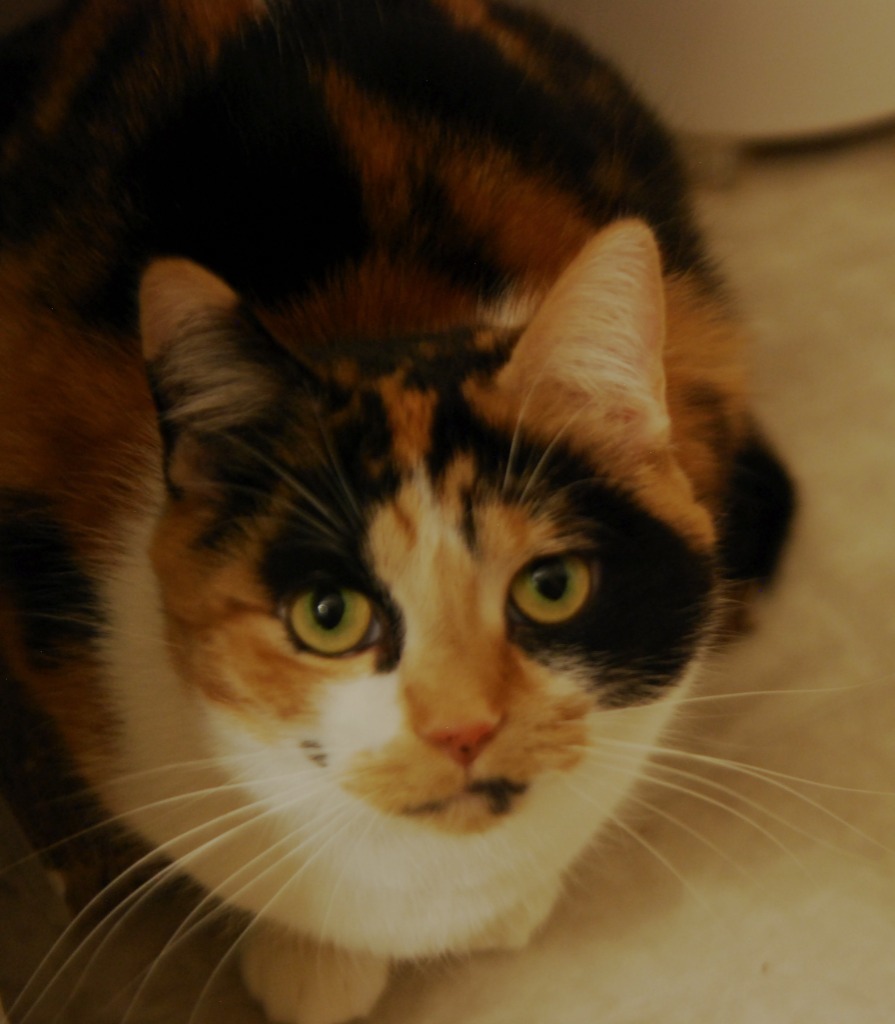 Paisley, an adoptable Domestic Short Hair in Shell Lake, WI, 54871 | Photo Image 1