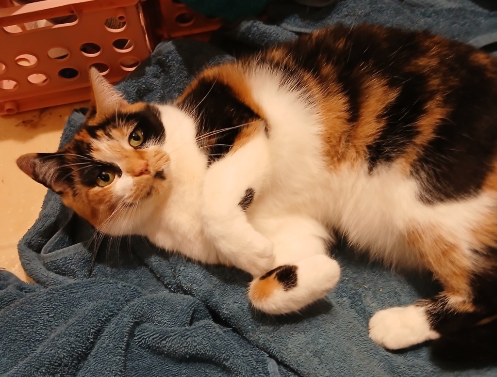 Paisley, an adoptable Domestic Short Hair in Shell Lake, WI, 54871 | Photo Image 2
