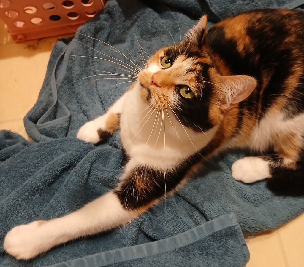 Paisley, an adoptable Domestic Short Hair in Shell Lake, WI, 54871 | Photo Image 3