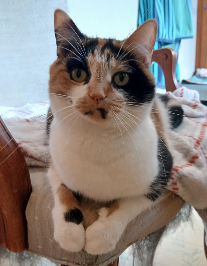 Paisley, an adoptable Domestic Short Hair in Shell Lake, WI, 54871 | Photo Image 5