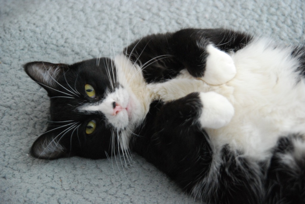 Flora, an adoptable Domestic Short Hair in Shell Lake, WI, 54871 | Photo Image 1