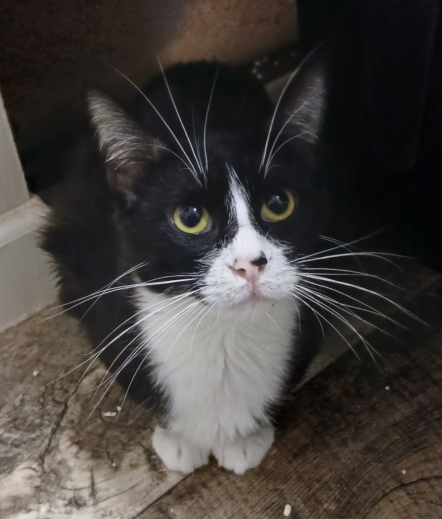 Flora, an adoptable Domestic Short Hair in Shell Lake, WI, 54871 | Photo Image 2