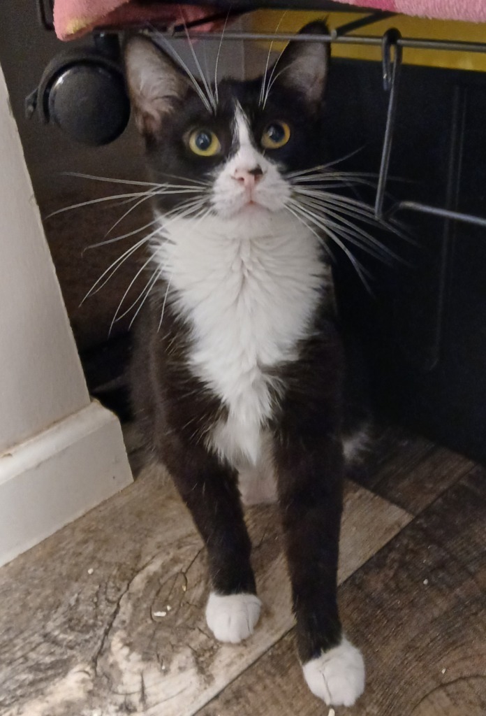 Flora, an adoptable Domestic Short Hair in Shell Lake, WI, 54871 | Photo Image 3