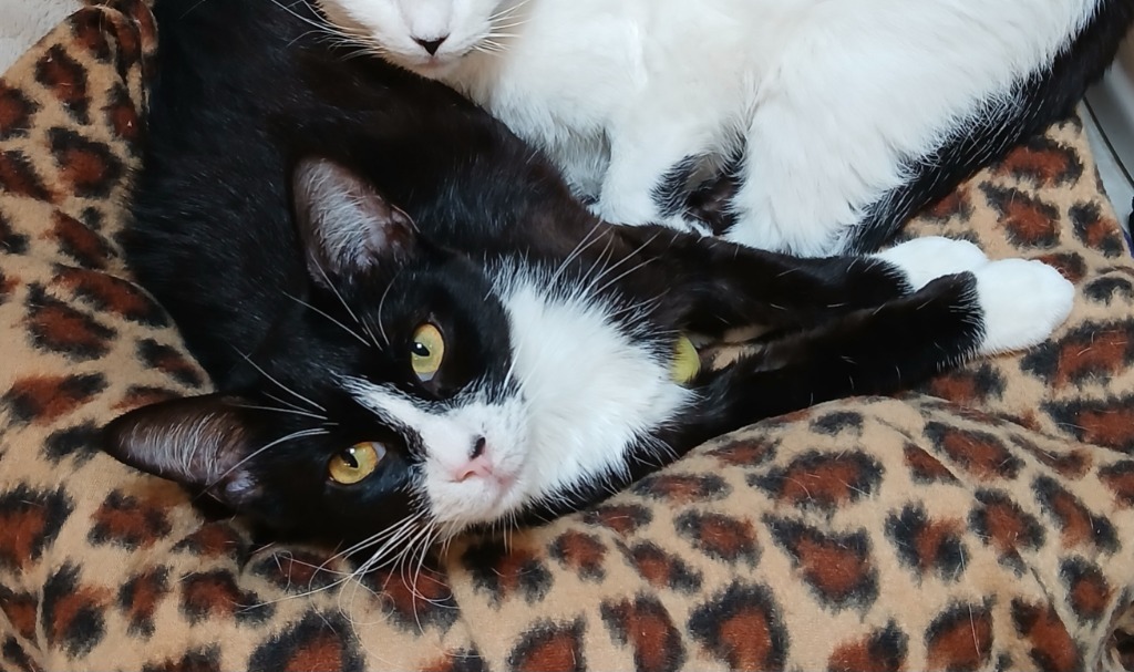 Flora, an adoptable Domestic Short Hair in Shell Lake, WI, 54871 | Photo Image 3