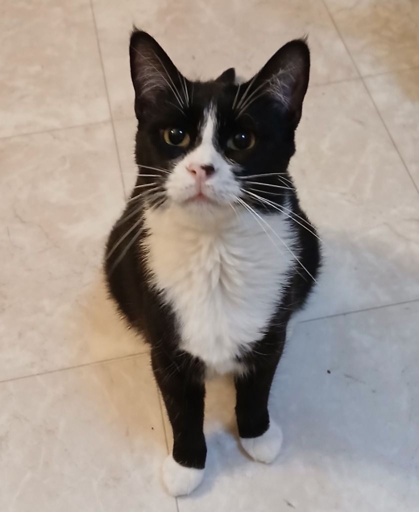 Flora, an adoptable Domestic Short Hair in Shell Lake, WI, 54871 | Photo Image 4