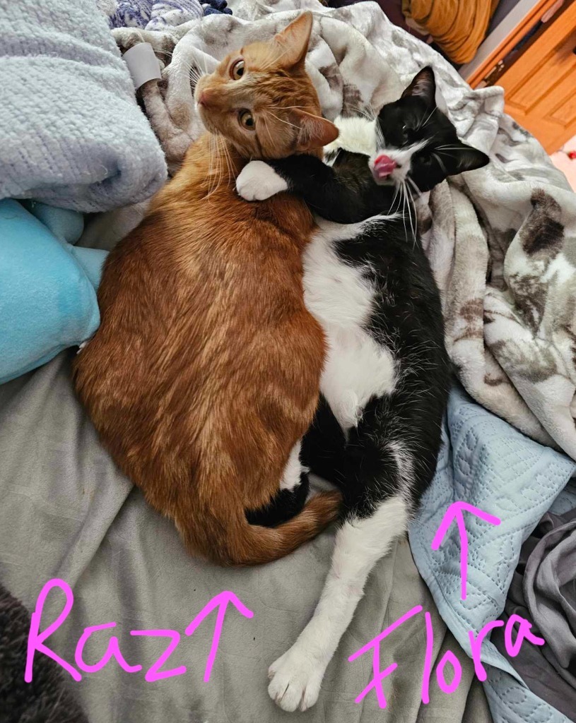 Flora, an adoptable Domestic Short Hair in Shell Lake, WI, 54871 | Photo Image 4