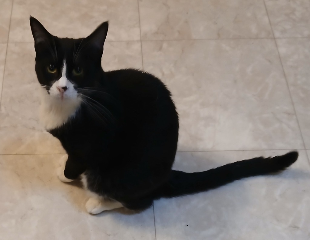 Flora, an adoptable Domestic Short Hair in Shell Lake, WI, 54871 | Photo Image 5