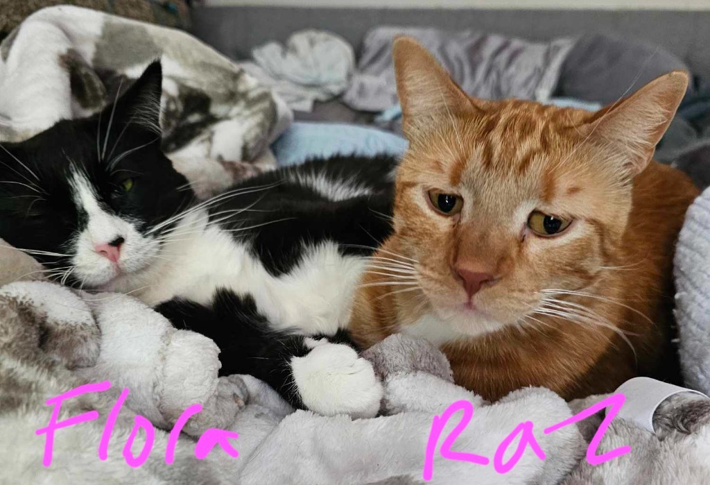 Flora, an adoptable Domestic Short Hair in Shell Lake, WI, 54871 | Photo Image 5