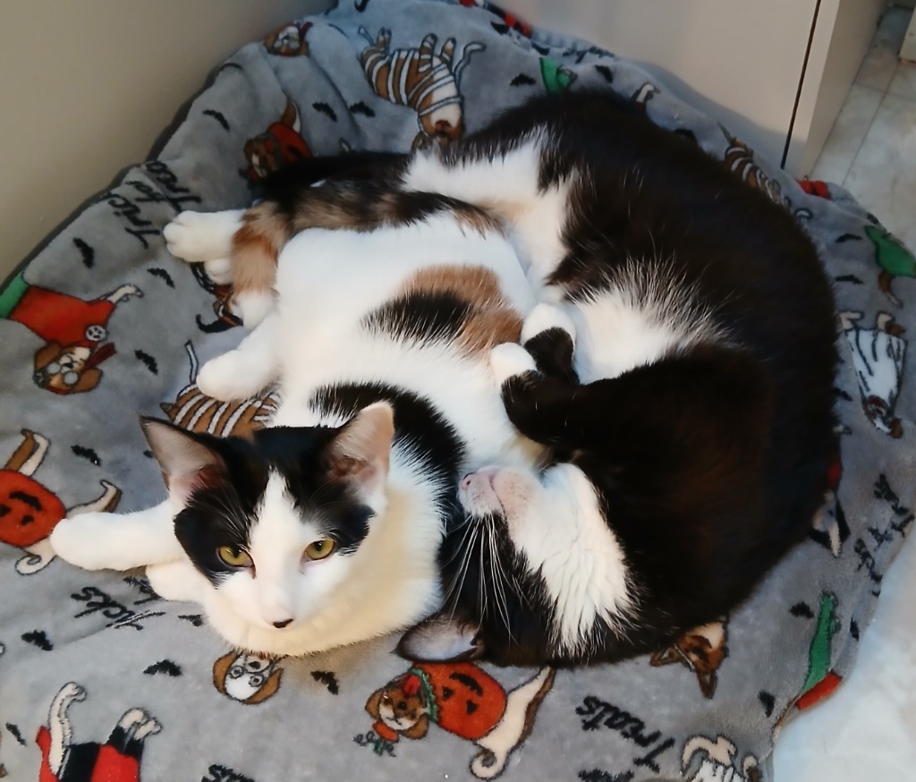 Flora, an adoptable Domestic Short Hair in Shell Lake, WI, 54871 | Photo Image 6