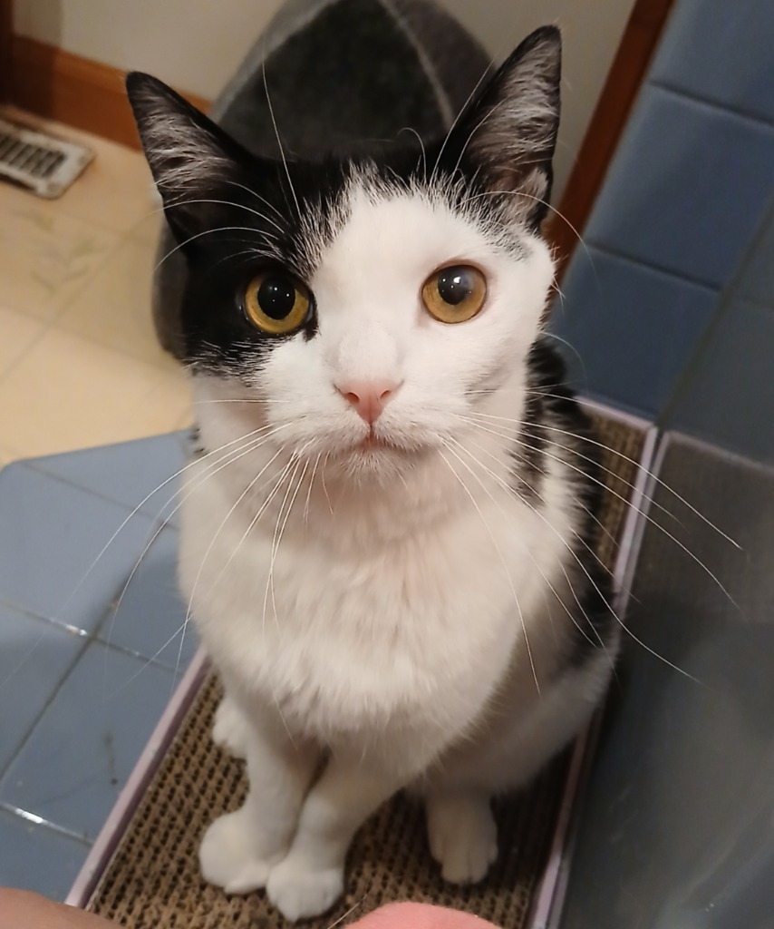 Willow, an adoptable Domestic Short Hair in Shell Lake, WI, 54871 | Photo Image 1