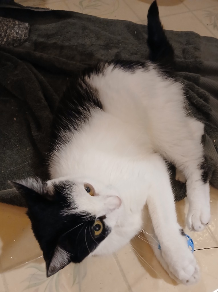 Willow, an adoptable Domestic Short Hair in Shell Lake, WI, 54871 | Photo Image 2