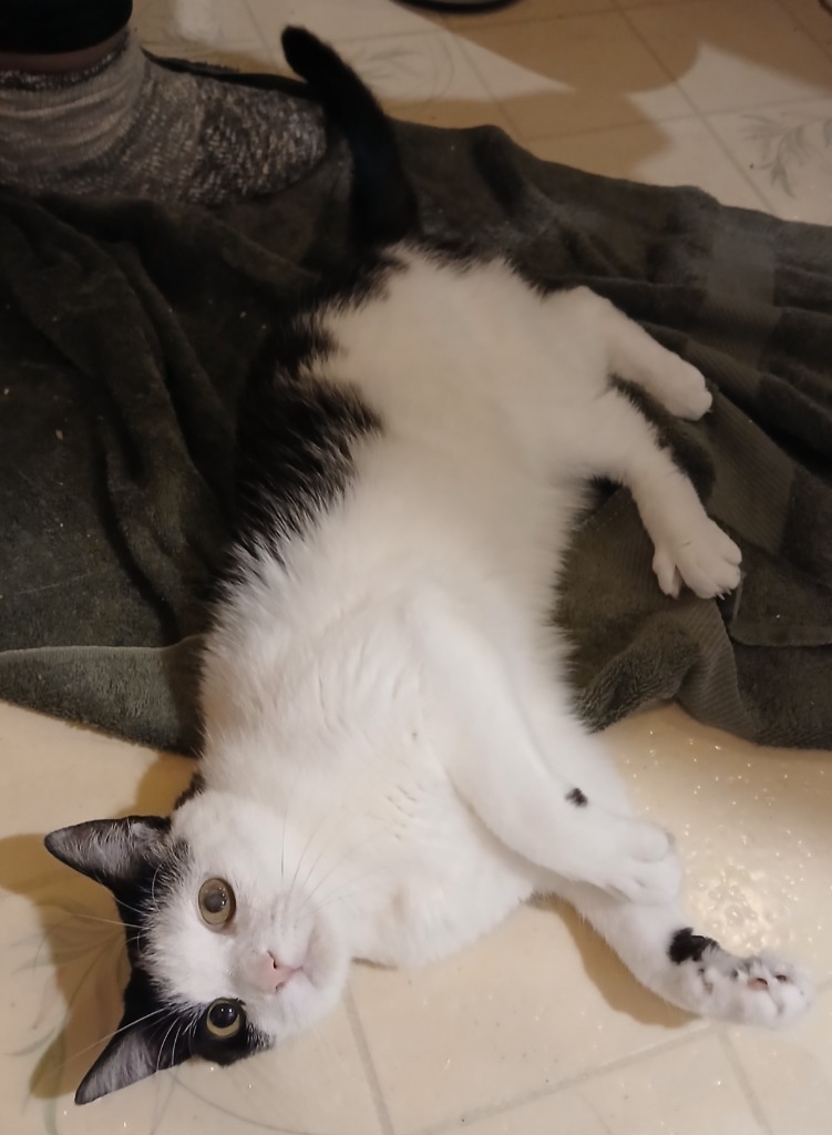 Willow, an adoptable Domestic Short Hair in Shell Lake, WI, 54871 | Photo Image 3