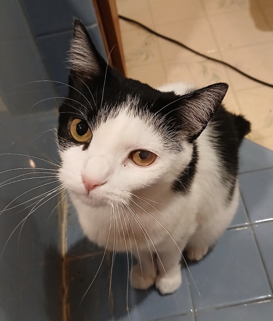 Willow, an adoptable Domestic Short Hair in Shell Lake, WI, 54871 | Photo Image 4