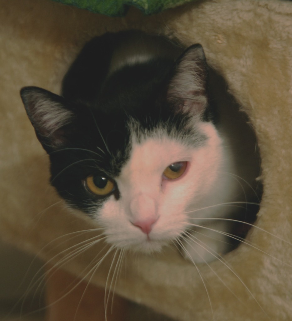 Willow, an adoptable Domestic Short Hair in Shell Lake, WI, 54871 | Photo Image 5