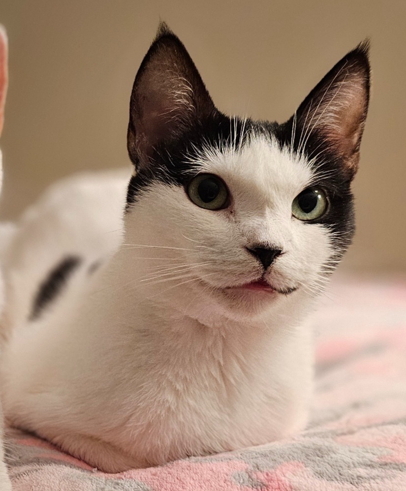 Cho, an adoptable Domestic Short Hair in Shell Lake, WI, 54871 | Photo Image 1