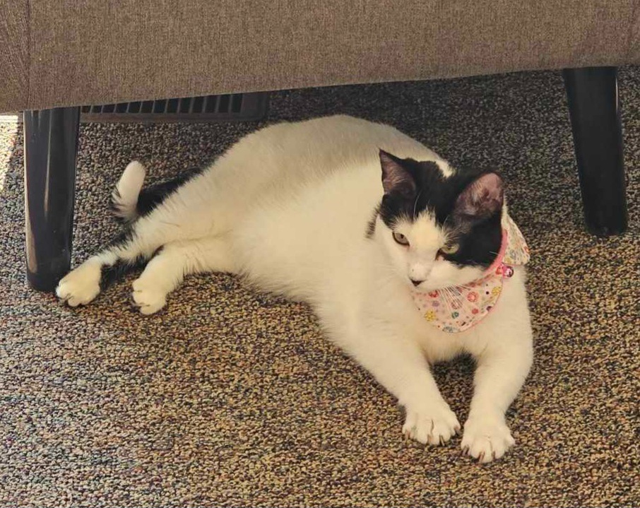 Cho, an adoptable Domestic Short Hair in Shell Lake, WI, 54871 | Photo Image 1