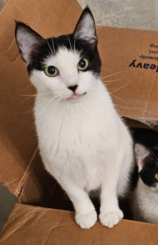 Cho, an adoptable Domestic Short Hair in Shell Lake, WI, 54871 | Photo Image 2