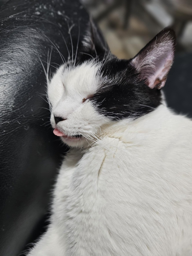 Cho, an adoptable Domestic Short Hair in Shell Lake, WI, 54871 | Photo Image 3