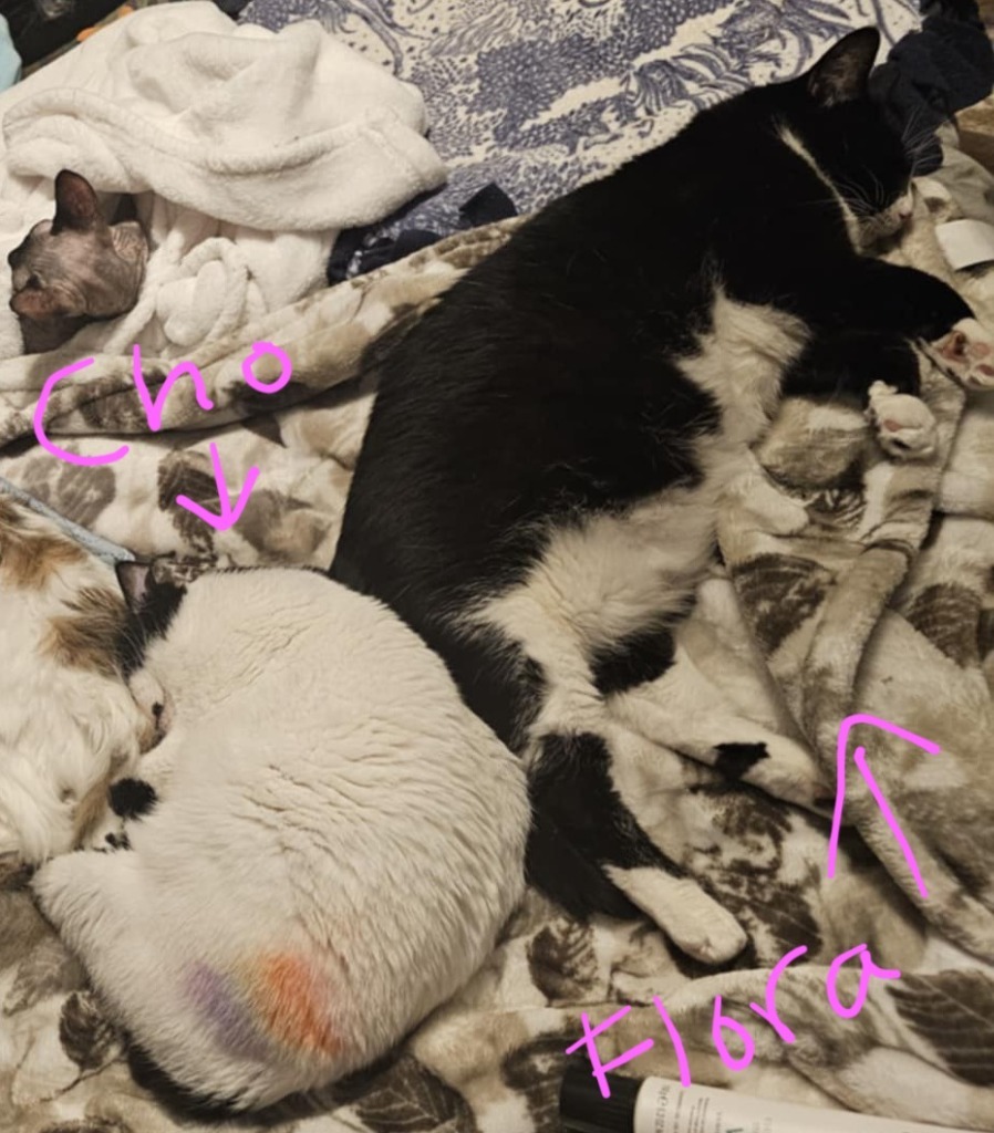 Cho, an adoptable Domestic Short Hair in Shell Lake, WI, 54871 | Photo Image 5