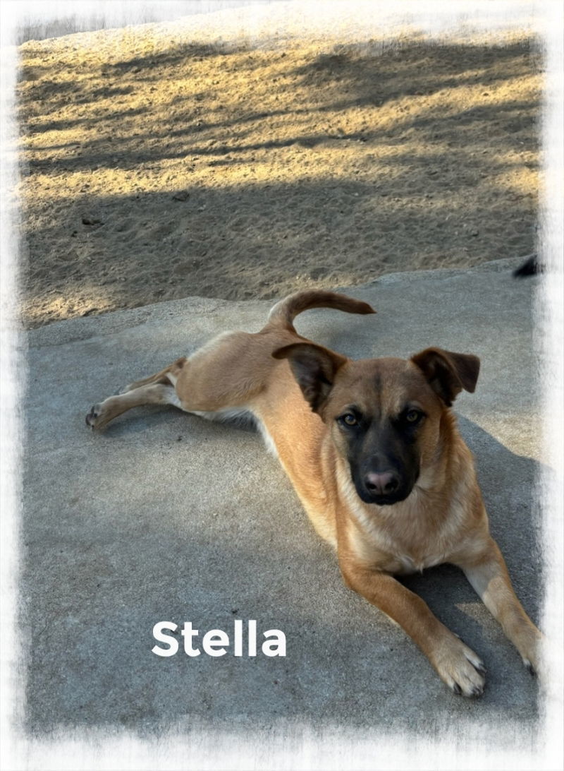 Stella, an adoptable Corgi in Mentone, CA, 92359 | Photo Image 1