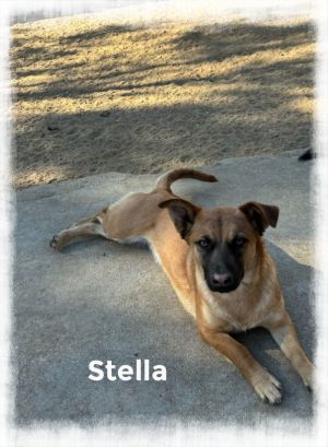 Stella, Young Female unknown