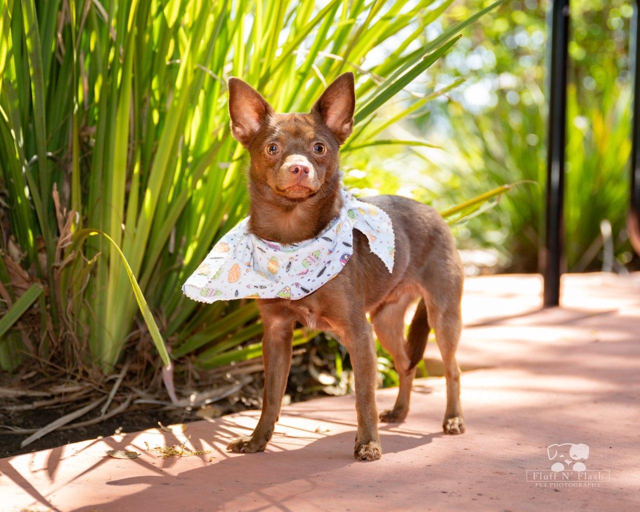Dog for adoption Scooby, a Miniature Pinscher Mix in Mentone, CA