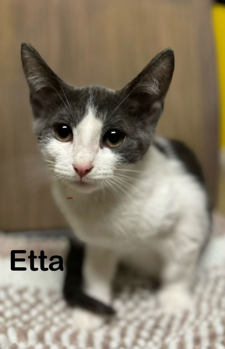 Etta 2