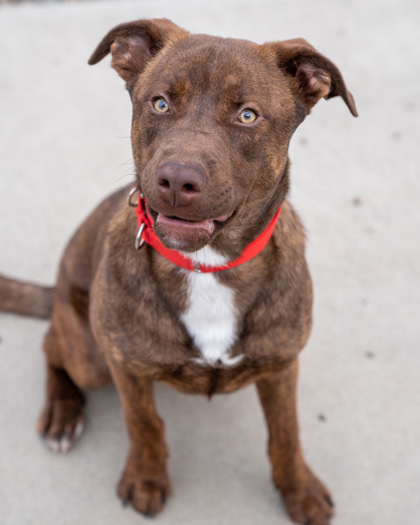 Bear, an adoptable Labrador Retriever, Mixed Breed in Pequot Lakes, MN, 56472 | Photo Image 1