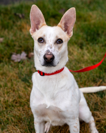 Fifi, an adoptable Cattle Dog, Mixed Breed in Pequot Lakes, MN, 56472 | Photo Image 1