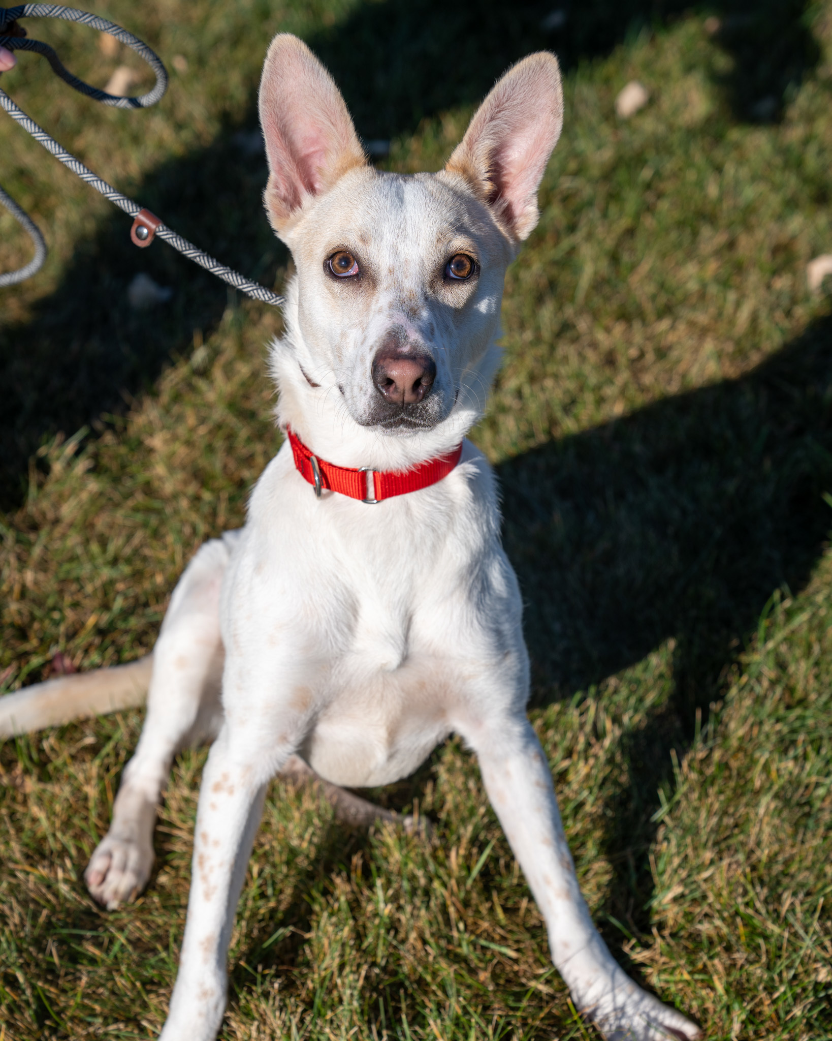 Fifi, an adoptable Cattle Dog, Mixed Breed in Pequot Lakes, MN, 56472 | Photo Image 2