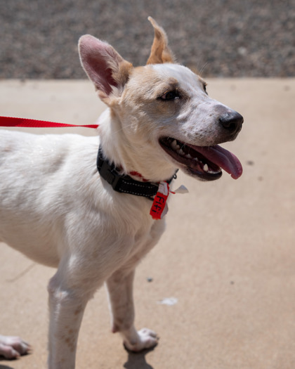 Fifi, an adoptable Cattle Dog, Mixed Breed in Pequot Lakes, MN, 56472 | Photo Image 3