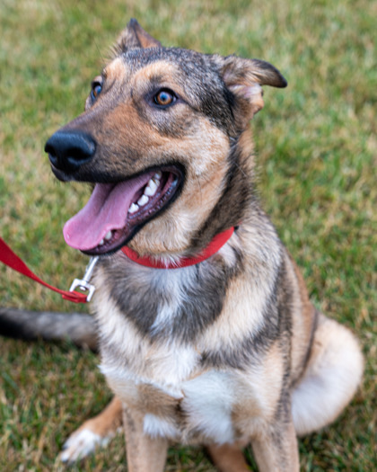 Brutus, an adoptable German Shepherd Dog, Mixed Breed in Pequot Lakes, MN, 56472 | Photo Image 1