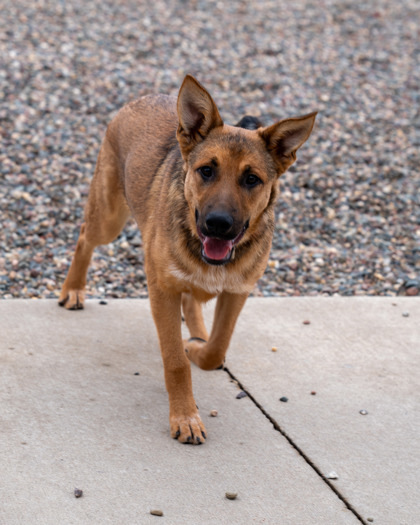 Baby Girl, an adoptable German Shepherd Dog, Mixed Breed in Pequot Lakes, MN, 56472 | Photo Image 1