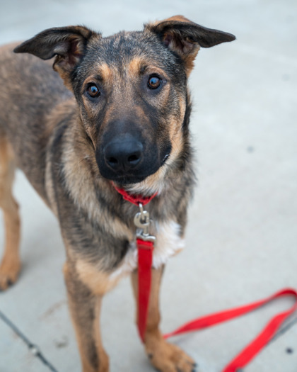 Rollie, an adoptable German Shepherd Dog, Mixed Breed in Pequot Lakes, MN, 56472 | Photo Image 1