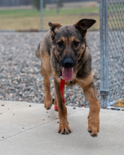 Rollie, an adoptable German Shepherd Dog, Mixed Breed in Pequot Lakes, MN, 56472 | Photo Image 2