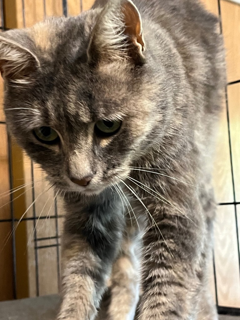 Breezy, an adoptable Domestic Short Hair in Thompson Falls, MT, 59873 | Photo Image 1