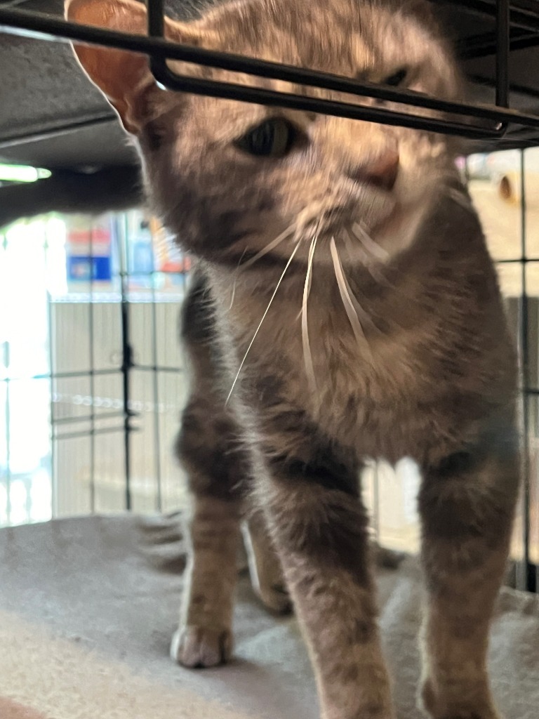 Breezy, an adoptable Domestic Short Hair in Thompson Falls, MT, 59873 | Photo Image 2